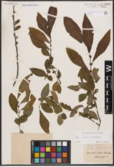 Salix aurita L. x Salix silesiaca Willd.